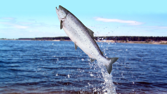 Illustration for article titled So Apparently There Is Something Called A Salmon And It’s Freaking Adorable